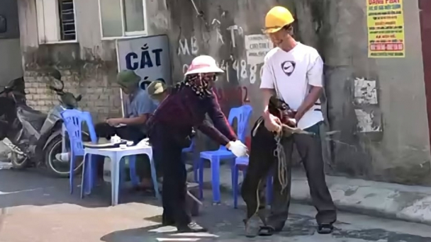 Hải Phòng lập đội bắt chó, mèo thả rông