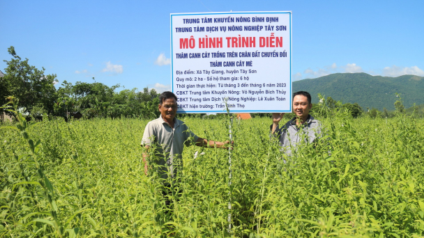 Những cây trồng cạn 'uống' ít nước, cho nhiều tiền