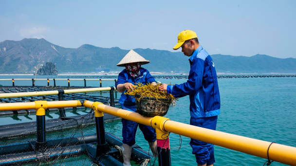 Doanh nghiệp, địa phương than phiền nhiều điểm nghẽn trong nuôi biển, Bộ Tài nguyên và Môi trường nói 'không'
