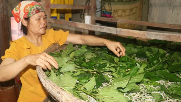 Chuyển lúa sang cây trồng cạn, hiệu quả bất ngờ