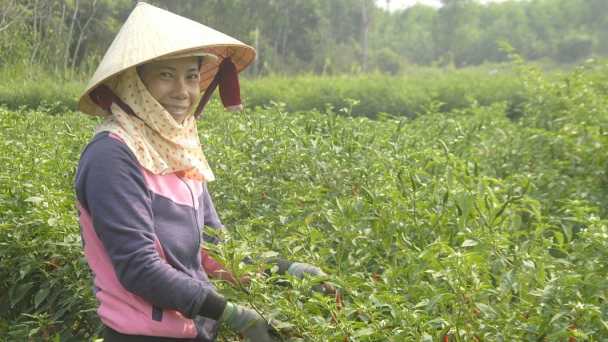 Giảm lệ thuộc giống rau nhập khẩu
