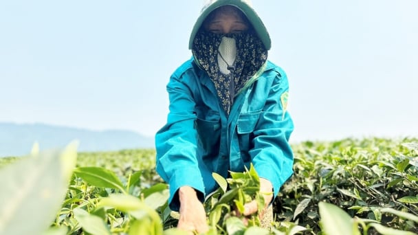 Nông dân chật vật mưu sinh dưới cái nóng 42 độ C