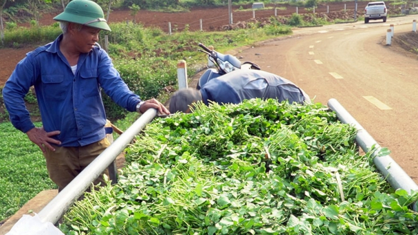 Hái ra tiền từ loài rau 'dị ứng' với phân bón
