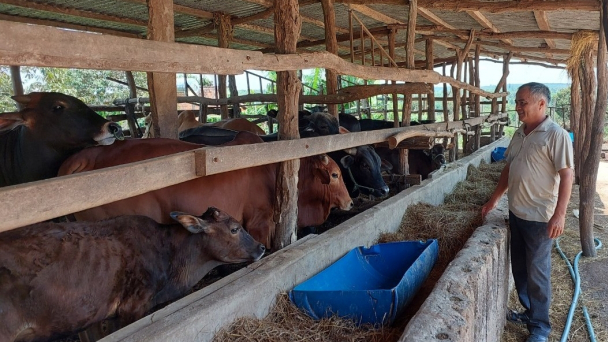 Bò hơi giảm giá, nông dân giảm đàn
