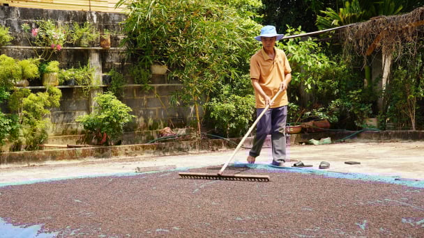 Ủ chế phẩm IMO, nuôi trùn quế, kiên trì trồng hồ tiêu hữu cơ