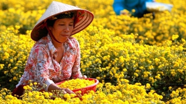 Khám phá trang trại trồng hoa cúc chi hữu cơ với quy trình cực nghiêm ngặt