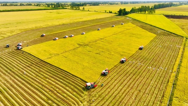 Viện Khoa học Nông nghiệp Việt Nam đã chuyển giao hầu hết các giống lúa chất lượng