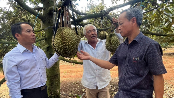 Liên kết trồng sầu riêng, nông dân bớt nơm nớp khâu tiêu thụ