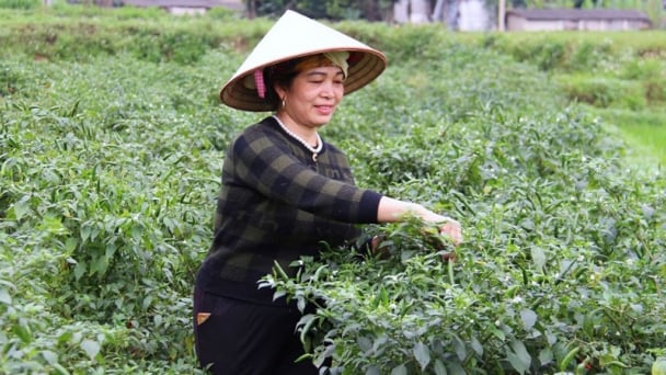 Mạnh dạn bỏ lúa trồng rau, thu nhập tăng 4 - 5 lần