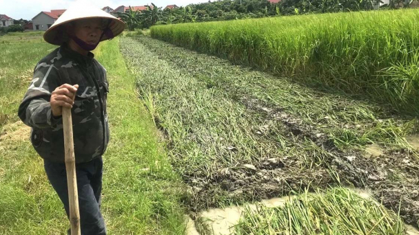 Lại gặp giống lúa 'trẻ mãi không già'