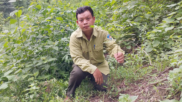 Những trăn trở nơi đại ngàn xanh thẳm: [Bài 3] Trầy trật trồng rừng thay thế