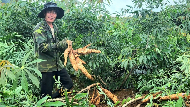 Xuất khẩu sắn đặt mục tiêu 2 tỷ USD
