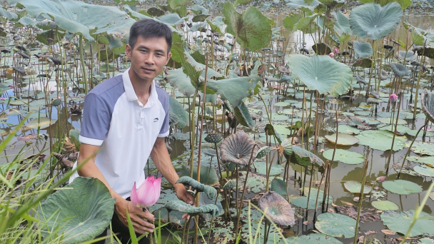 Khởi nghiệp từ cánh đồng lúa một vụ