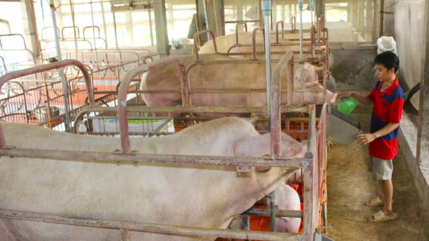 22 cơ sở chăn nuôi ở Cần Thơ được chứng nhận an toàn dịch bệnh