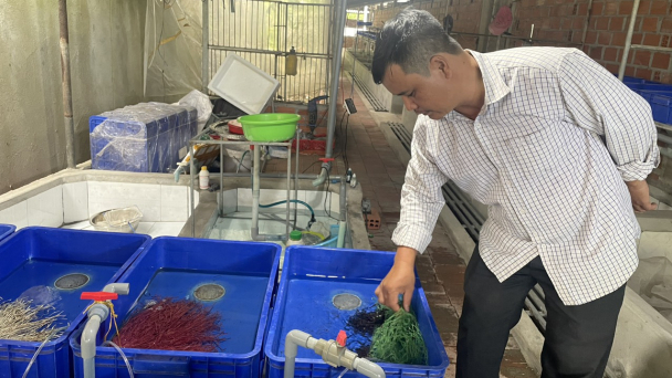 Nuôi 10 bể lươn không bùn, mỗi lứa lãi trên 200 triệu đồng