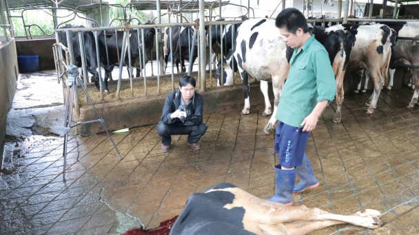 Gần 70 bò sữa bị chết sau khi tiêm vacxin viêm da nổi cục