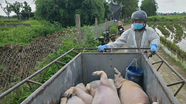 Chặn đứng nguồn lây bệnh dịch tả lợn Châu Phi