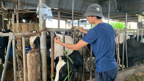 Chăm sóc, điều trị bệnh tiêu chảy trên đàn bò sữa