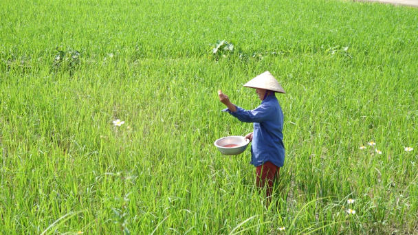 Bón phân hữu cơ 'trả ơn' đất
