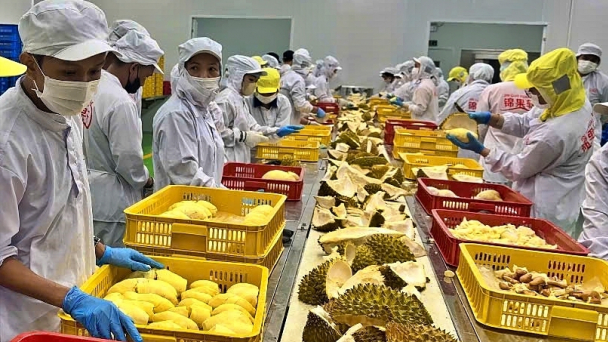 Mở toang cánh cửa những mặt hàng tỷ đô: [Bài 2] Cần có truy xuất nguồn gốc nội bộ