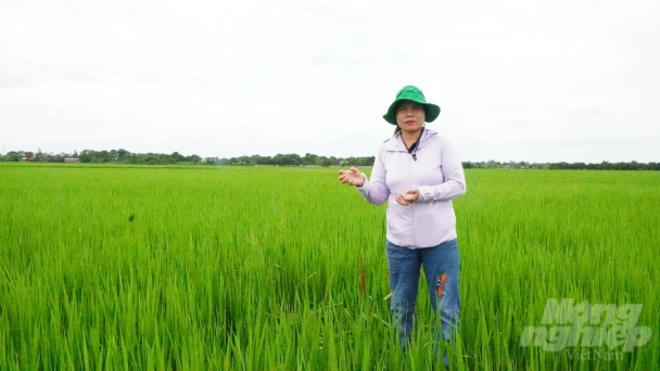 Nông dân xứ Thanh 'chữa lành' cho đất