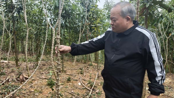 Nguy cơ xóa sổ vùng sắn Văn Yên: [Bài 2] Diện tích teo tóp, nhà máy đói nguyên liệu