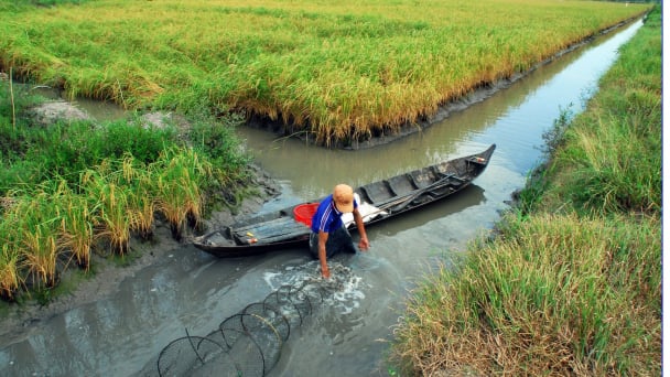 Green development helps the Vietnamese shrimp industry maintain its position globally