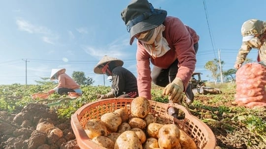 14 năm cùng cây khoai tây thương phẩm trên đất cao nguyên Lâm Đồng