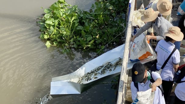 Vĩnh Long thả 374.000 cá giống về tự nhiên