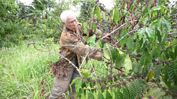 Dân Đắk Nông gồng mình ứng phó khô hạn