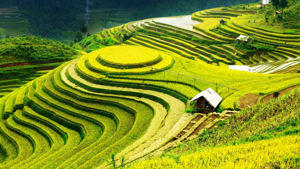 Nông nghiệp truyền thống: Đừng để ngủ quên trên những cơ hội vàng