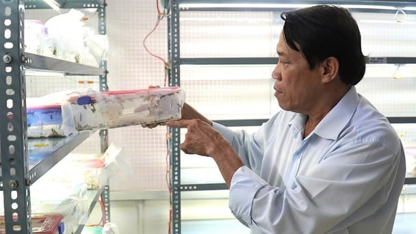 Thả hàng trăm triệu ong ký sinh tiêu diệt sâu đầu đen hại dừa