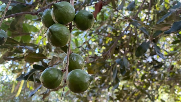 Cú bứt phá của Tuần Giáo