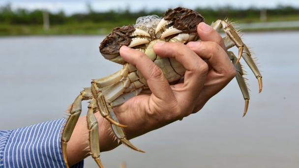 Opening the hairy crab farming industry: [1] Export-oriented goal