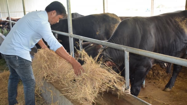 35 năm hình thành đàn bò chất lượng cao: [Bài 1] Hành trình lai tạo