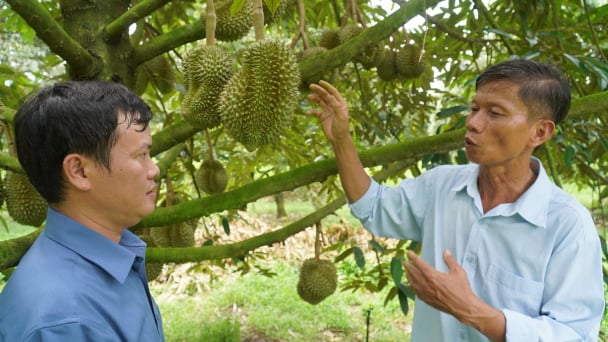 Làm nông bằng tri thức: [Bài 1] Áp dụng kỹ thuật, nâng giá trị nông sản