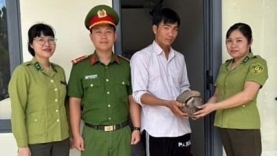 Người dân Lâm Đồng giao nộp cá thể tê tê Java quý hiếm