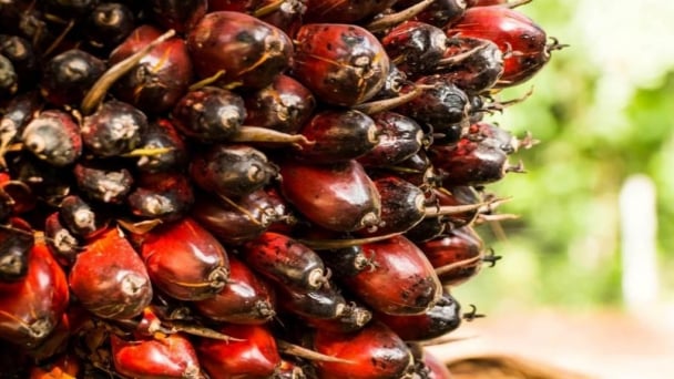 Liên minh châu Âu công nhận chứng chỉ dầu cọ Malaysia đạt chuẩn EUDR