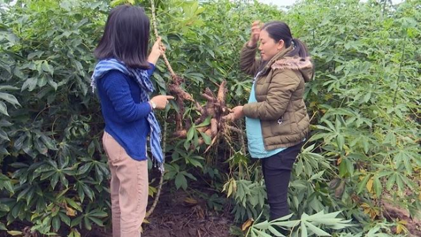 Nắng hạn, bệnh khảm lá đè bẹp cây sắn