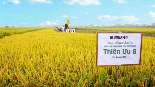 Thiên ưu 8 trĩu hạt trên cánh đồng mẫu lớn