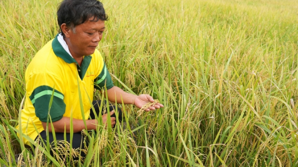 Tăng lợi nhuận, tốt môi trường từ 300 ha lúa hướng hữu cơ