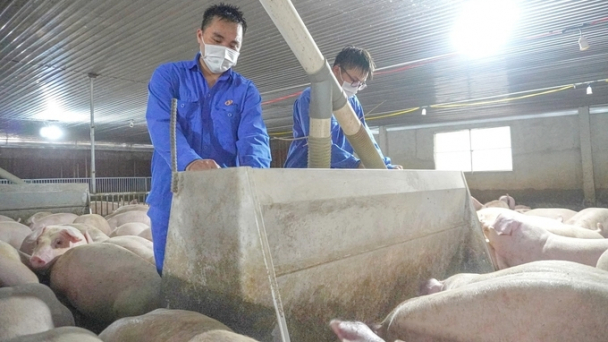Nuôi heo Japfa là muốn nuôi tiếp