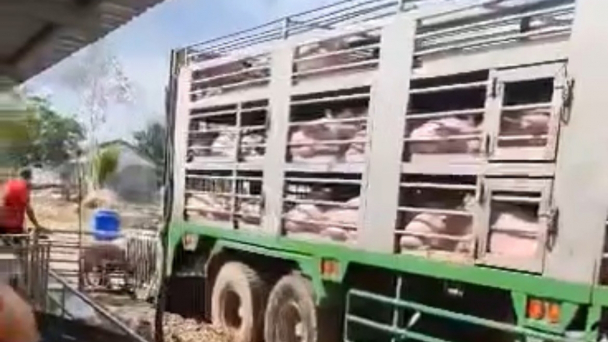 Tình hình heo nhập lậu: [Bài 1] Cư dân biên giới khẳng định heo nhập lậu 'đi cả ngày lẫn đêm'