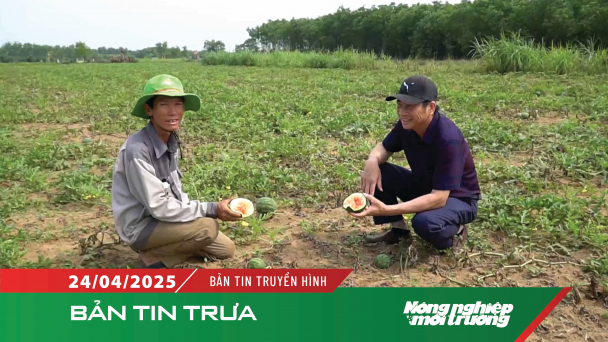 Nông dân Vĩnh Tú mất trắng vụ dưa hấu