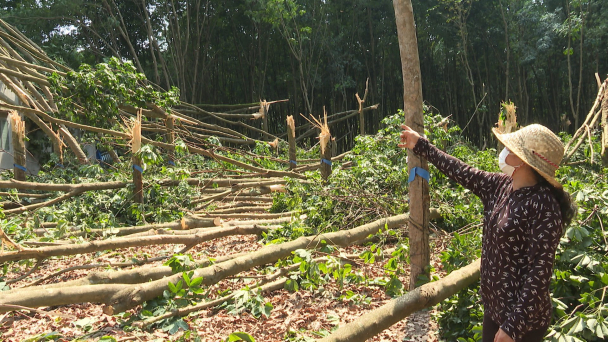 Lốc xoáy khiến hàng trăm cây cao su gãy đổ