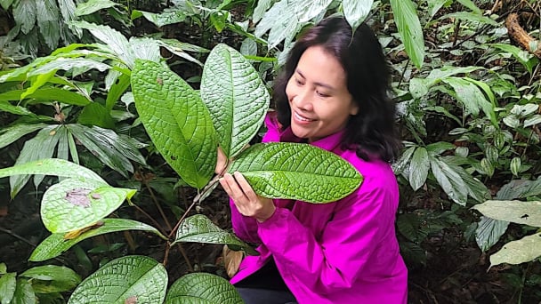 Chuyện khu rừng thiêng của đồng bào M’nông và người phụ nữ 'ngoại tộc'