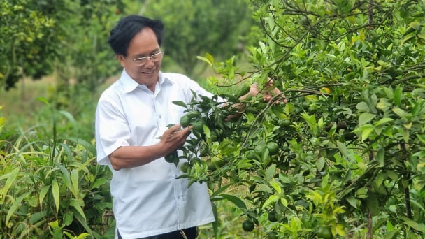 Vườn quýt hữu cơ giữa rừng của ông đại tá