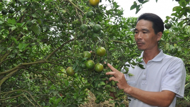 Quýt Lai Vung làm nên nông thôn mới ở… Bàu Cam