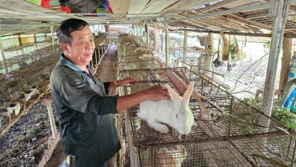 Nuôi giống thỏ lai cho hiệu quả kinh tế cao