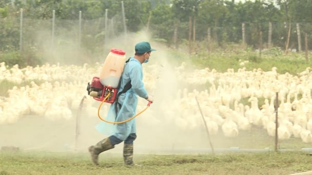 Hà Nội khống chế ổ dịch cúm gia cầm H5N6